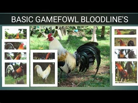 GAME FOWL BLOODLINE'S (Origin.